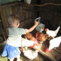 Ecoland Chickens